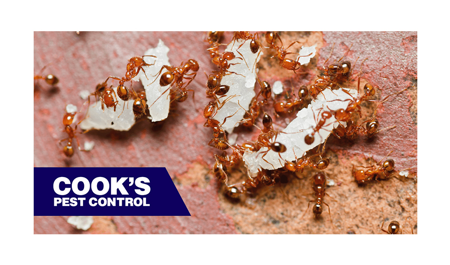 Fire Ant DIY Treatments Gasoline, Grits, and Instant Potatoes