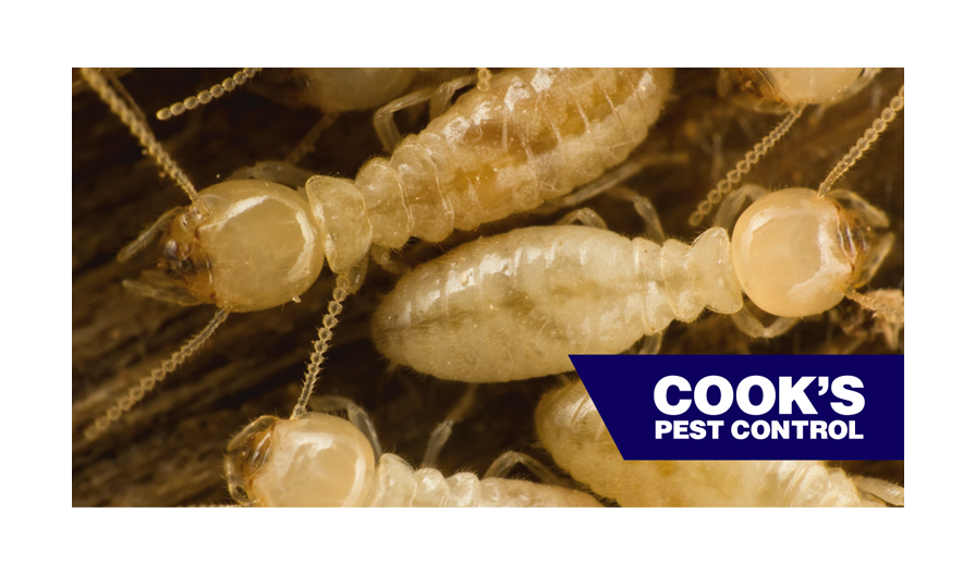 Pest Profile: Eastern vs Formosan Subterranean Termite