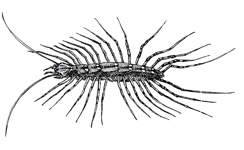 House Centipede | Cook's Pest Control