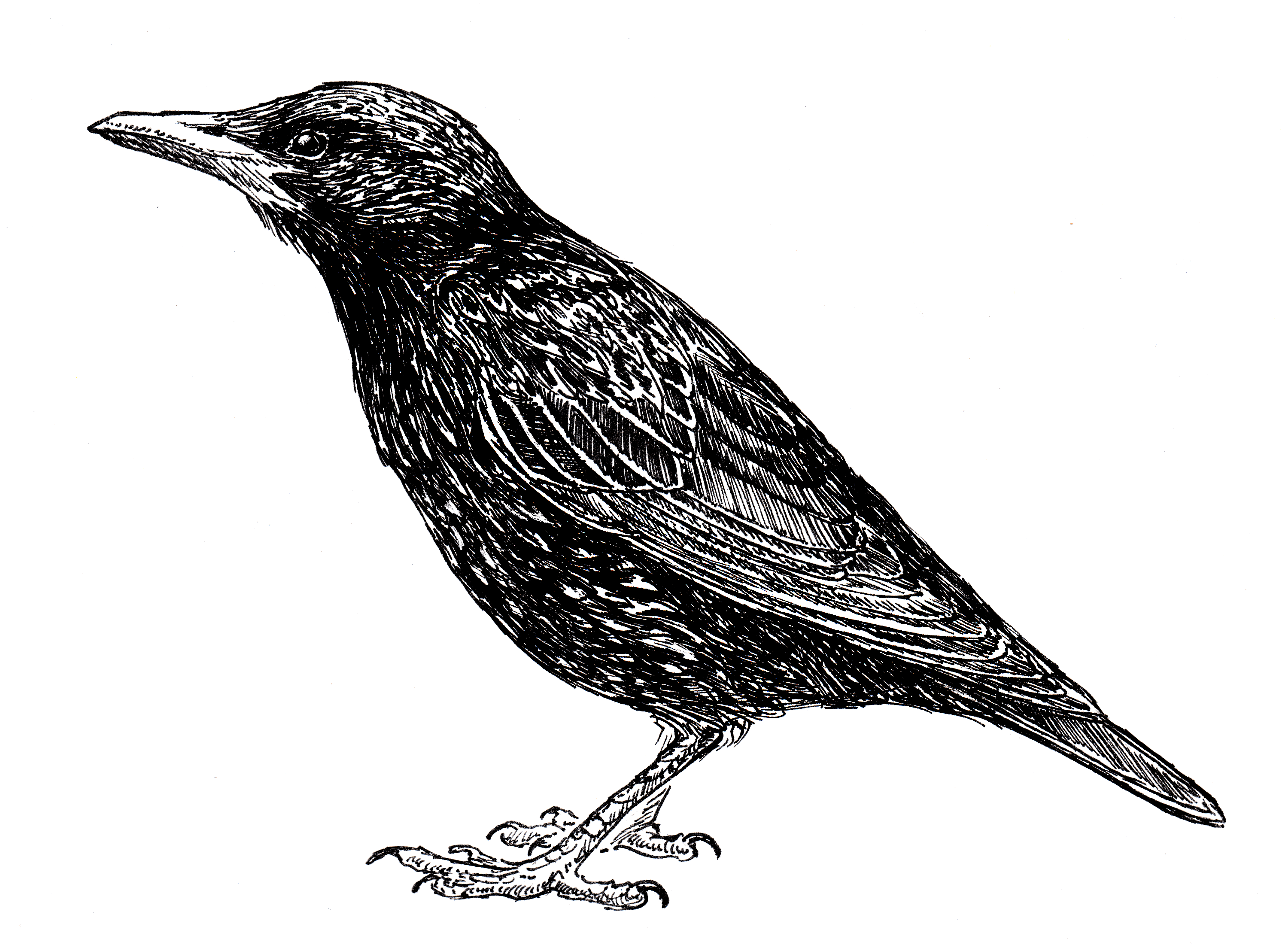 European Starling | Cook's Pest Control